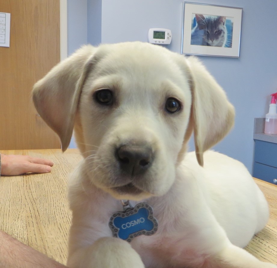 Cosmo at 8 weeks