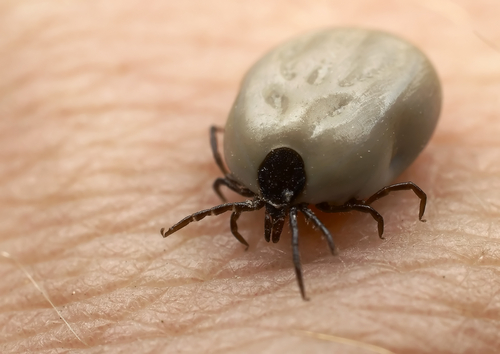 bloated tick
