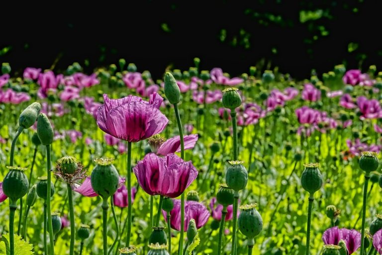 Taliban profits from poppy-flower-opium