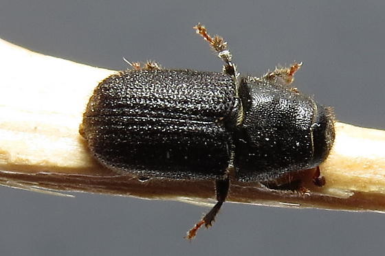 Mountain Pine beetle