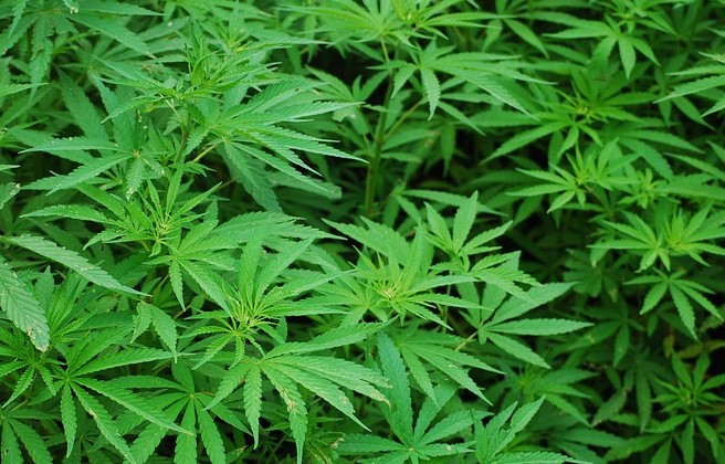 Marijuana pot weed smoke