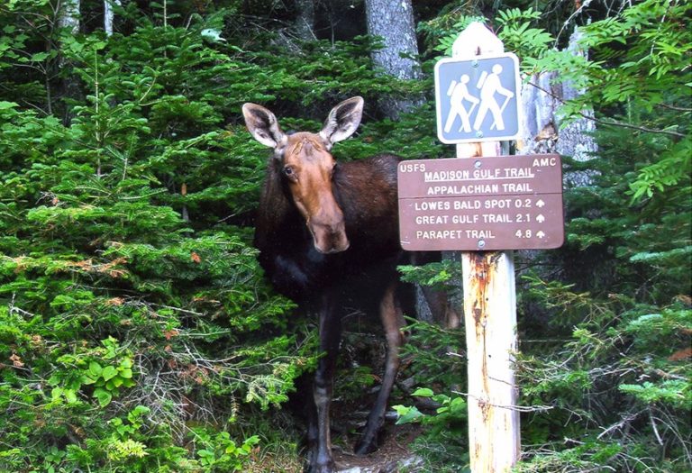 Moose New Hampshire Mt Washington Trail