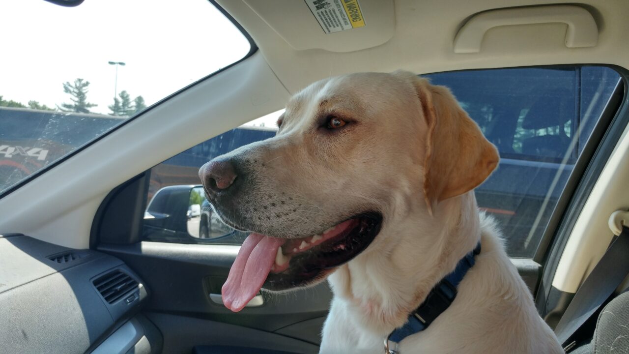 Cosmo in the car