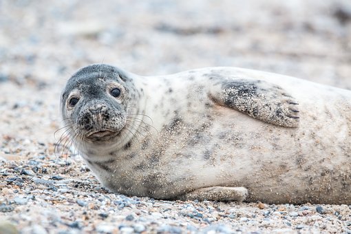 grey-seal