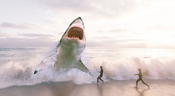 shark beach people waves