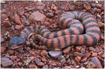 Destruction of Our Constitution Death of the Nation