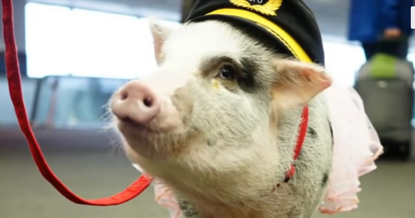 LiLou the Airport Therapy Pig