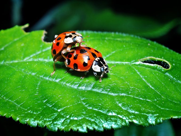 beetles mounting leaf