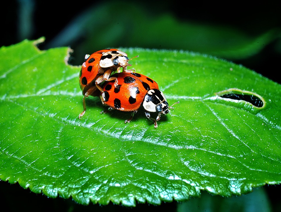 beetles mounting leaf