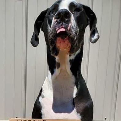 Angry Coronavirus dogs FI