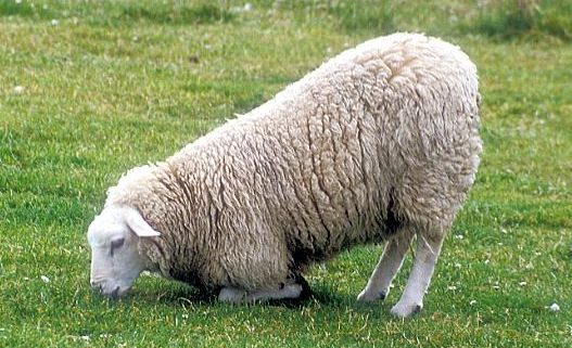 Sheep kneeling