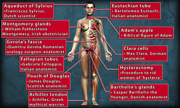 Body parts named after Men Daily Mail