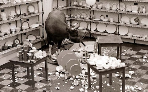 Bull in a china shop