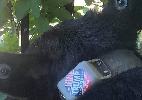 Trump 2020 Black Bear