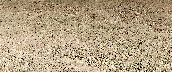 Desert lawn