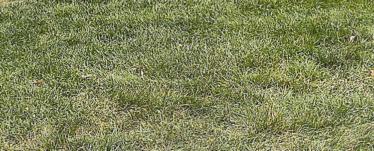 Lush lawn