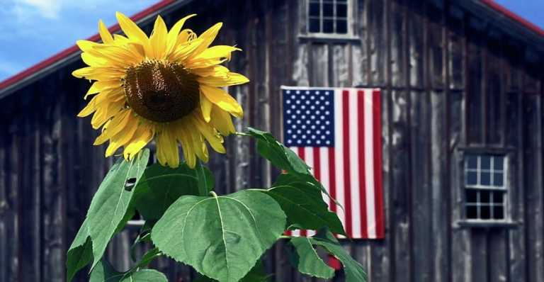 Barn sunflower american flag