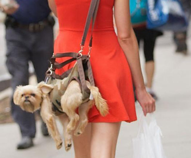 UL as Purse Pooch