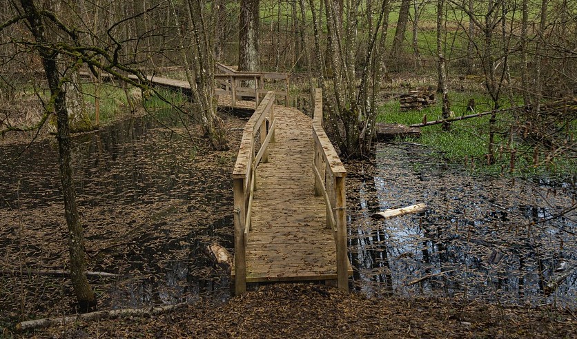 Bridge swamp