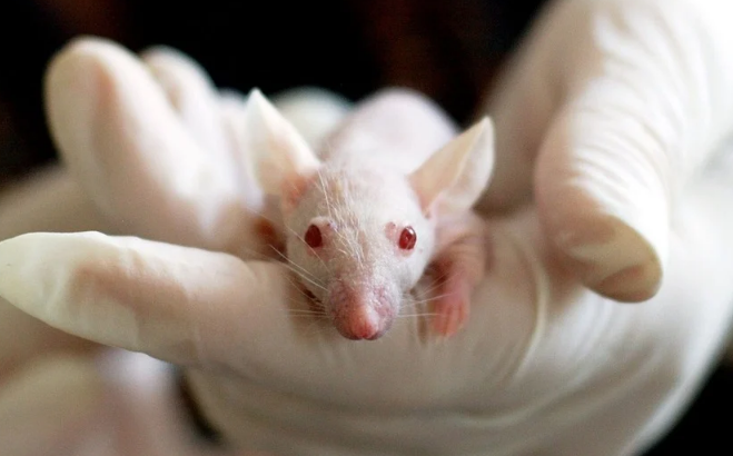 Experiment white mouse lab rat