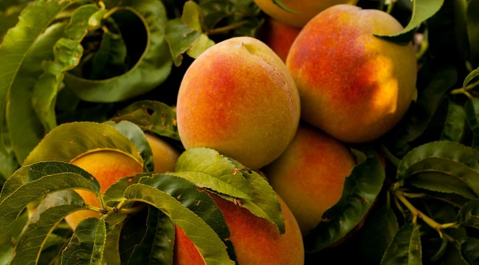 Peaches - Georgia