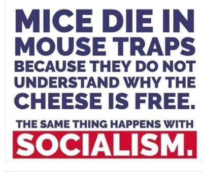 Mice die in traps