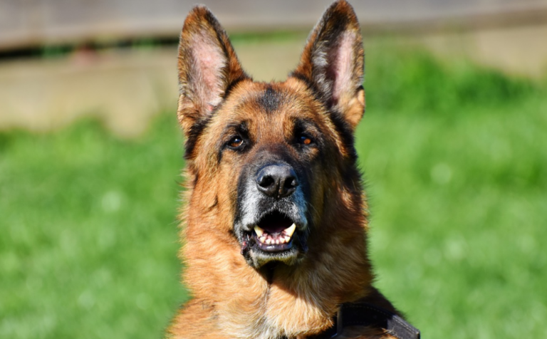 German Shepherd - Not Bidens dog: