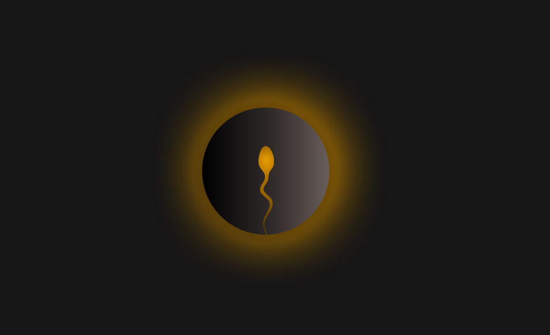 sperm egg reproduction