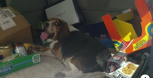 Deb Stevens heat stressed dog - screen grab - facebook