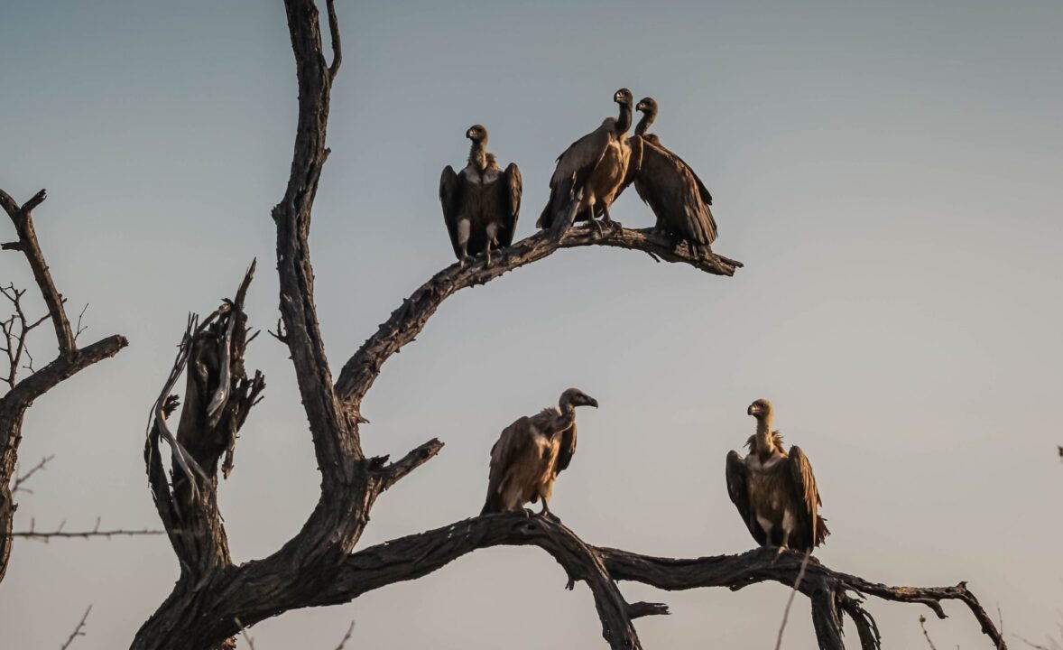 Vultures tree committee
