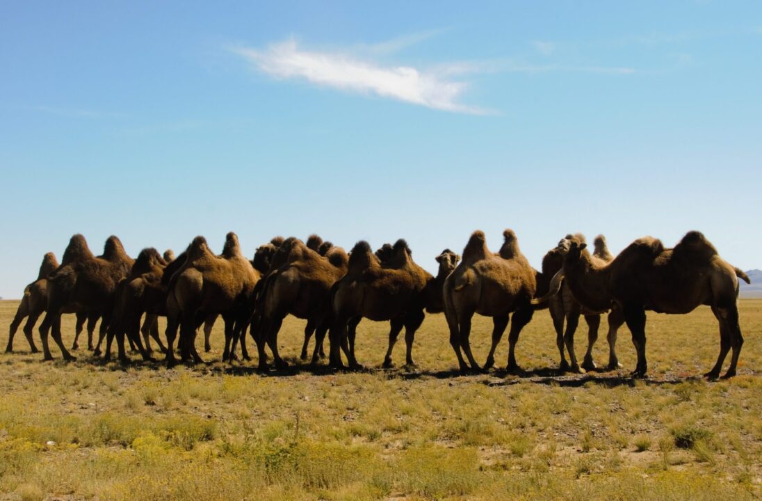 Camels Humps desert