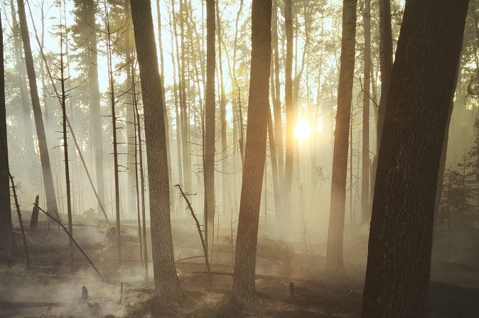 Forest fire smoke trees