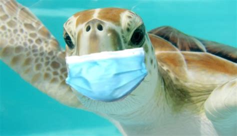 Turtle wearing a mask