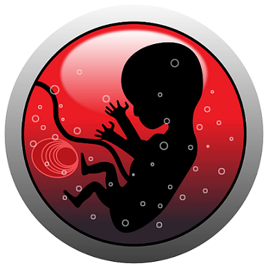 baby-in-womb-vector-clipart goodfreephotos