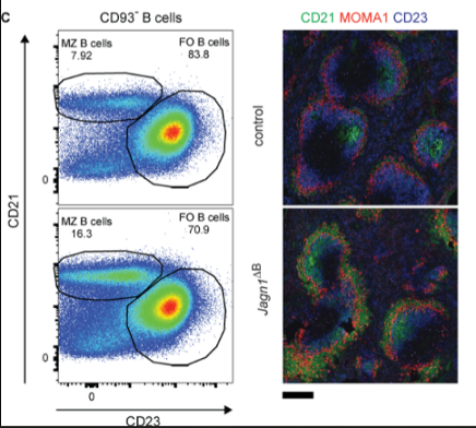 Altered splenic B cell homeostatis Journal of Experimental Medicine