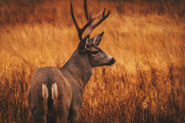 Deer white tailed deer Photo by Clyde He on Unsplash