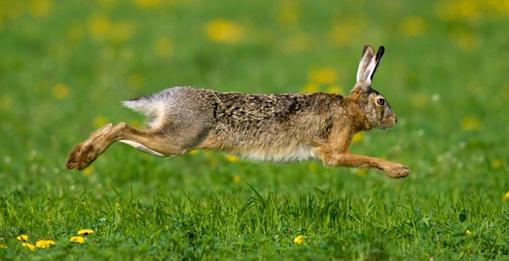 Running Bunny