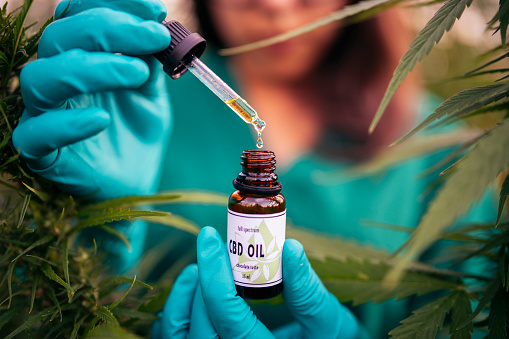CBD Oils affect Kidneys