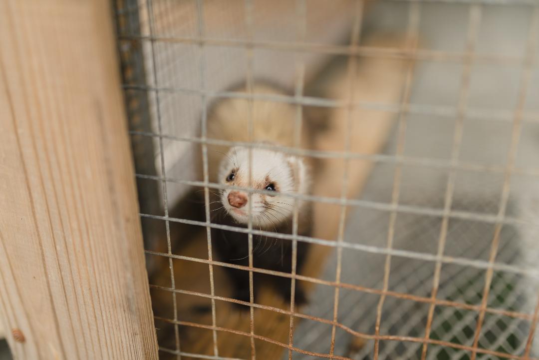 Ferrets