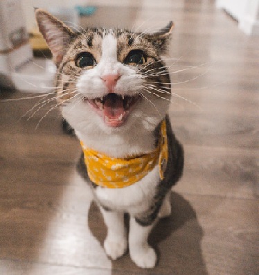 Cat jae-park-7GX5aICb5i4-unsplash