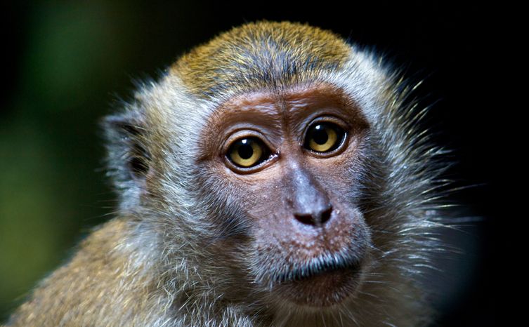 monkey - Pintrest