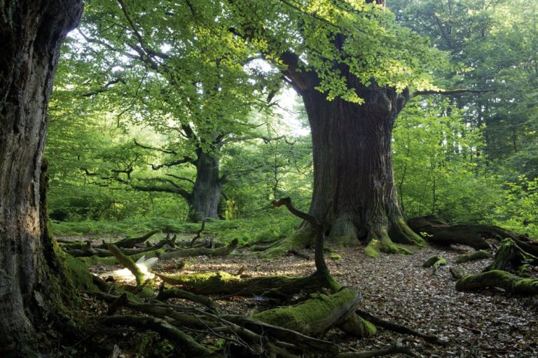 Reinhardswald forest in Germany2