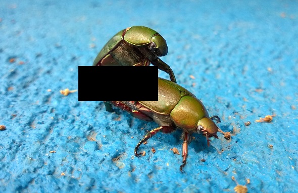 beetles sex original Photo by Romi Yusardi on Unsplash