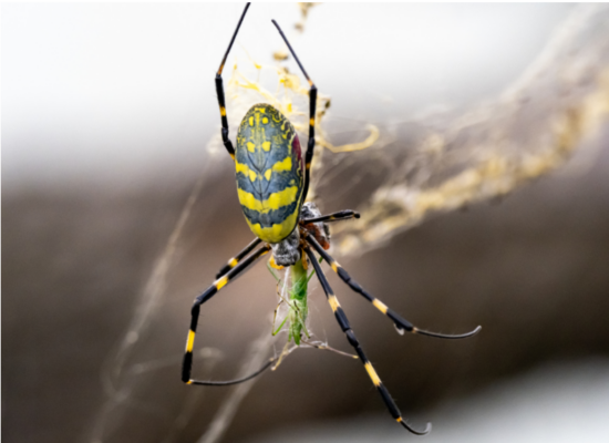 Joro Spider Image Arrow Exterminators link included
