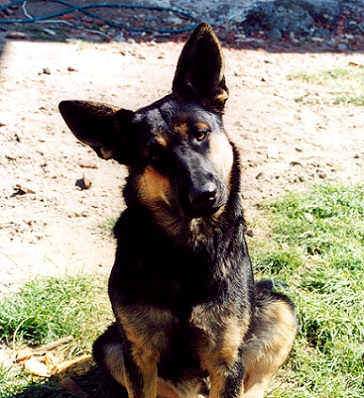 Puzzled Dog burza-Free Images 1386502