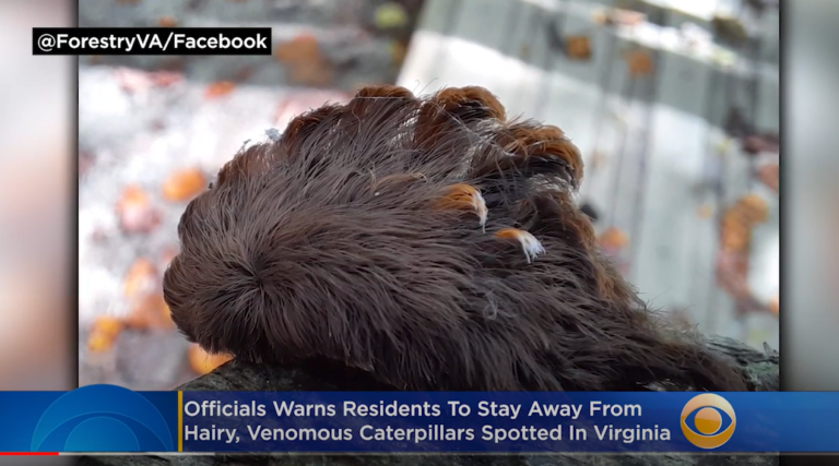 Venomous hairy caterpillars