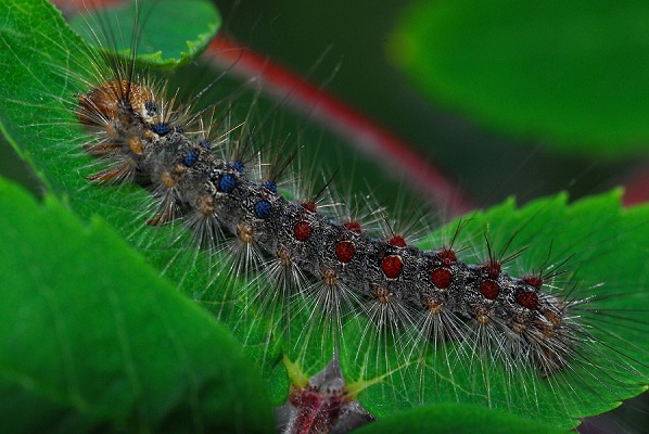 gypsy-moth-gac877e6b2_1280