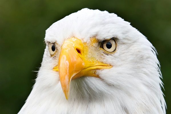 Bald Eagle original Photo by Ingo Doerrie on Unsplash