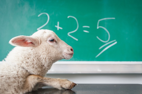 Sheep math bad math Photo by Michal Matlon on Unsplash
