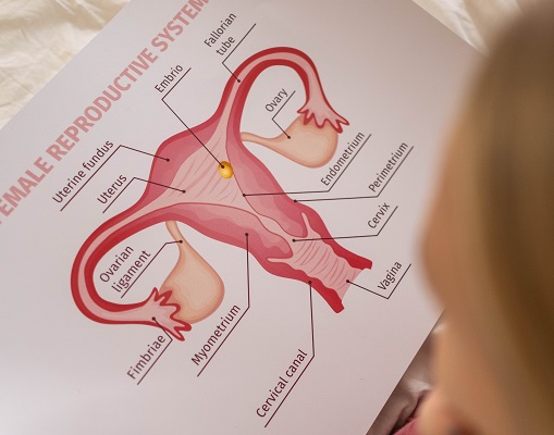 Uterus diagram drawing original Photo by cottonbro - Pexels dot com